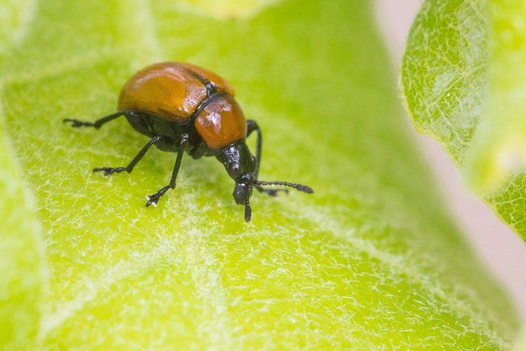 Attelabus nitens, Attelabidae