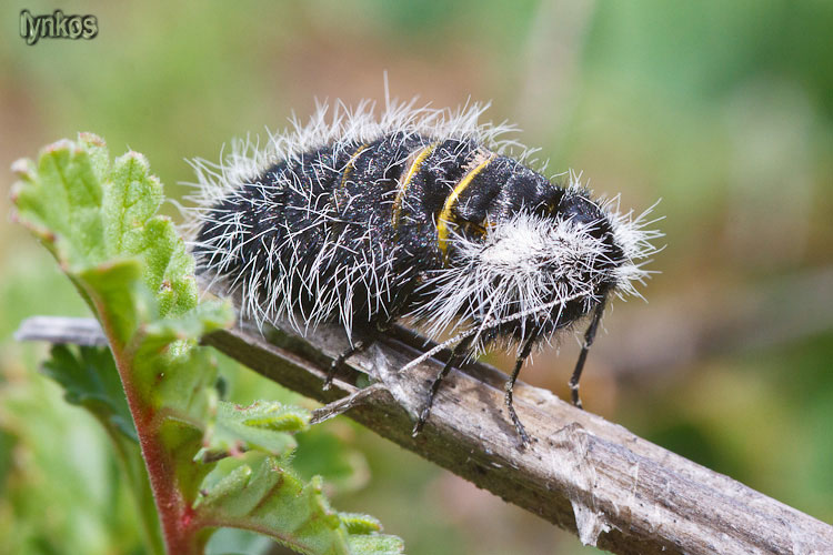 Ma sar davvero un lepidottero? - S, Lycia florentina (F)