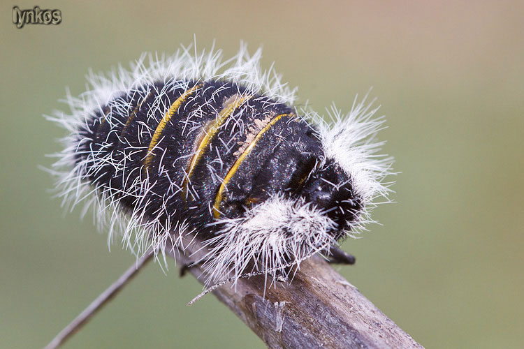 Ma sar davvero un lepidottero? - S, Lycia florentina (F)