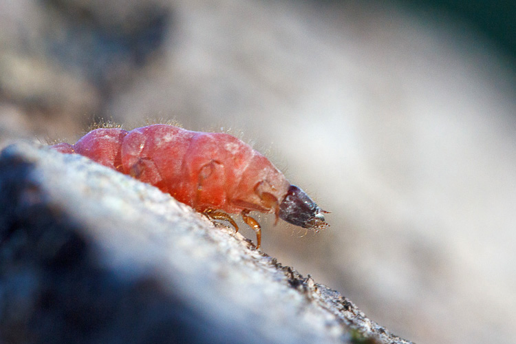 Larva colore rosa: Cleridae?
