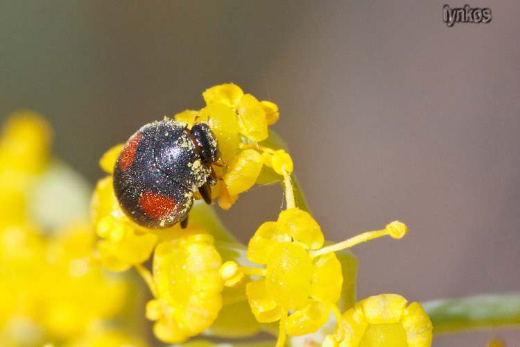 Forma da Coccinellidae: Scimnus?