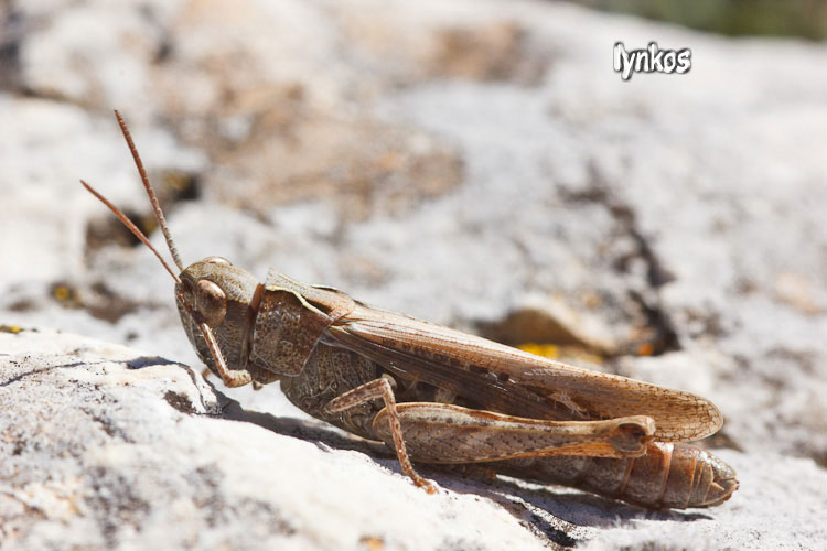 Glyptobothrus sp.