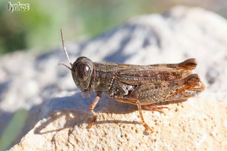 Piccolo ortottero ottobrino: maschio di Calliptamus sp.