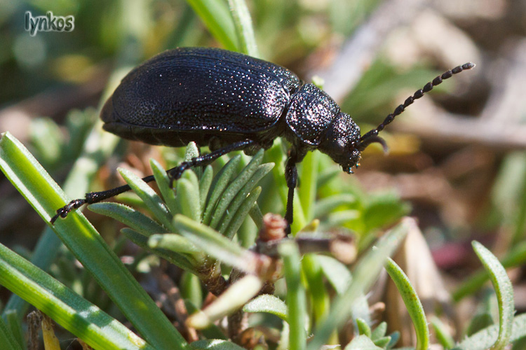 Carabidae da determinare (no, Galeruca thanaceti)