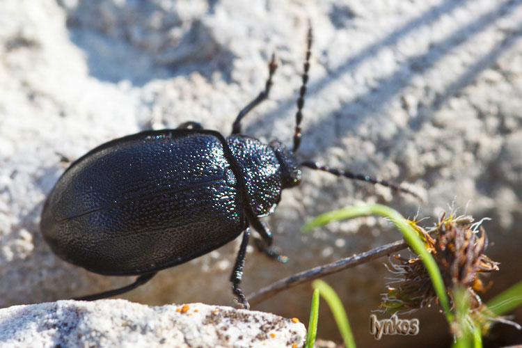 Carabidae da determinare (no, Galeruca thanaceti)