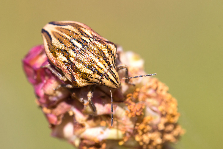 Aelia? No, Odontotarsus purpureolineatus dell''Abruzzo (AQ)