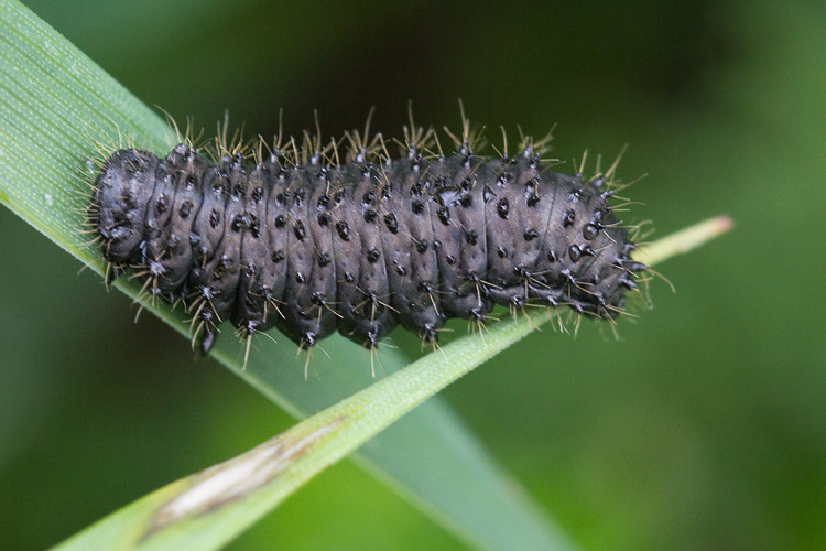 Larva di Chrysomelidae? Galeruca sp.