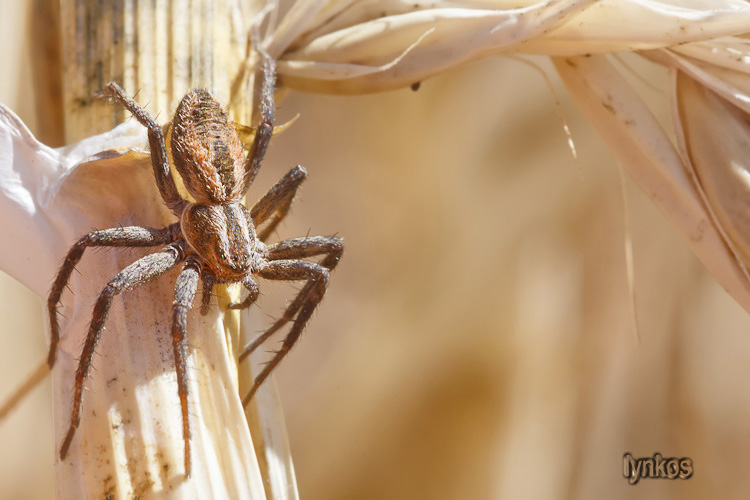 Thanatus sp - L''Aquila