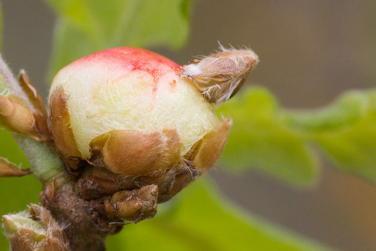 Biorhiza pallida? Piccole galle nascono fra le foglie