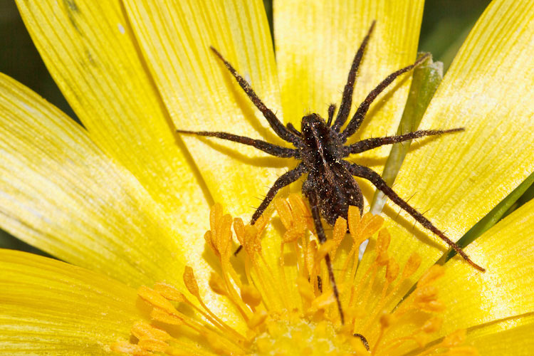 Pardosa sp. - Gran Sasso