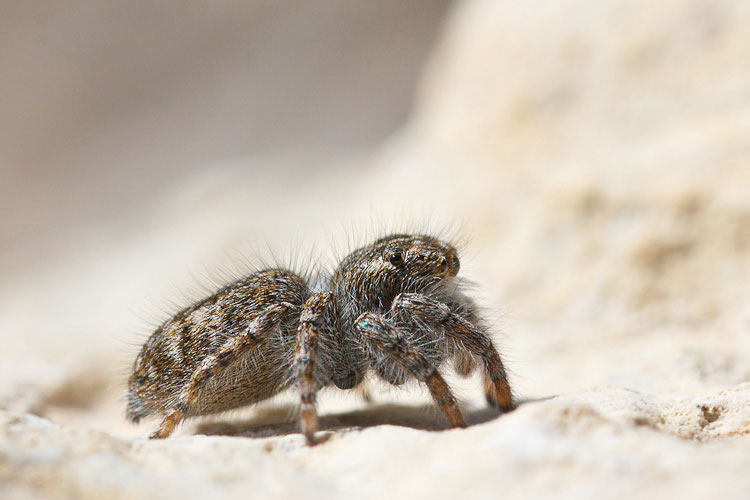 Philaeus chrysops - Barisciano (AQ)