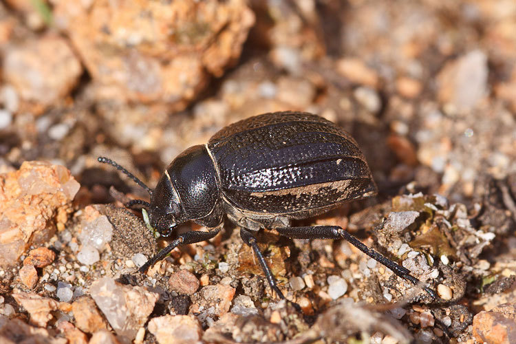 Pimelia payraudi ssp. payraudi