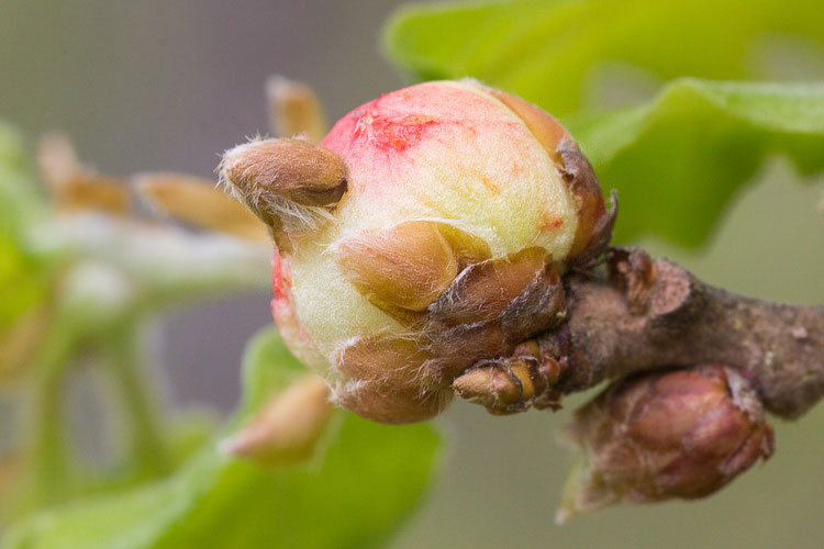 Biorhiza pallida? Piccole galle nascono fra le foglie