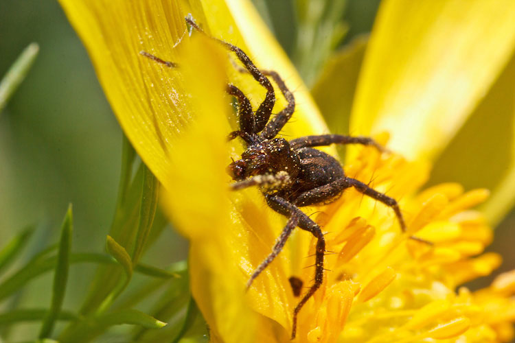 Pardosa sp. - Gran Sasso