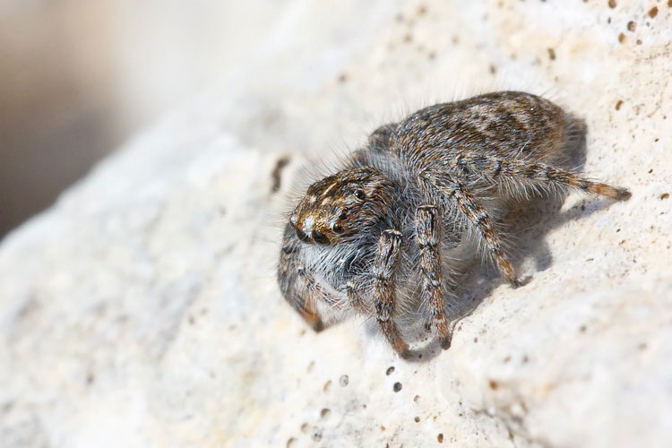 Philaeus chrysops - Barisciano (AQ)