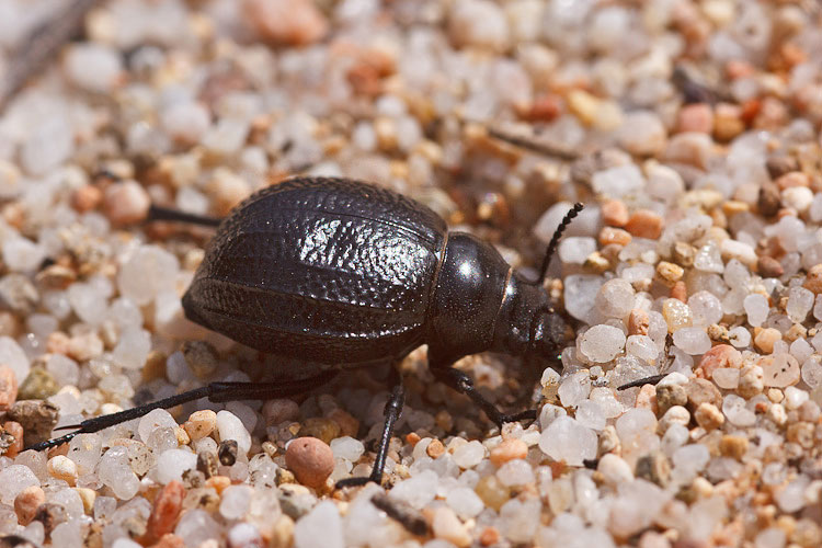 Pimelia payraudi ssp. payraudi