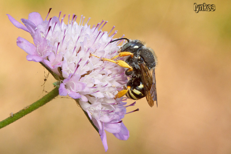Bellissima bestia: cfr Anthidium (Apidae Megachilinae)