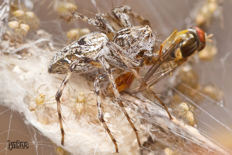 Oxyopes cf. heterophthalmus su ovisacco con preda - L''Aquila