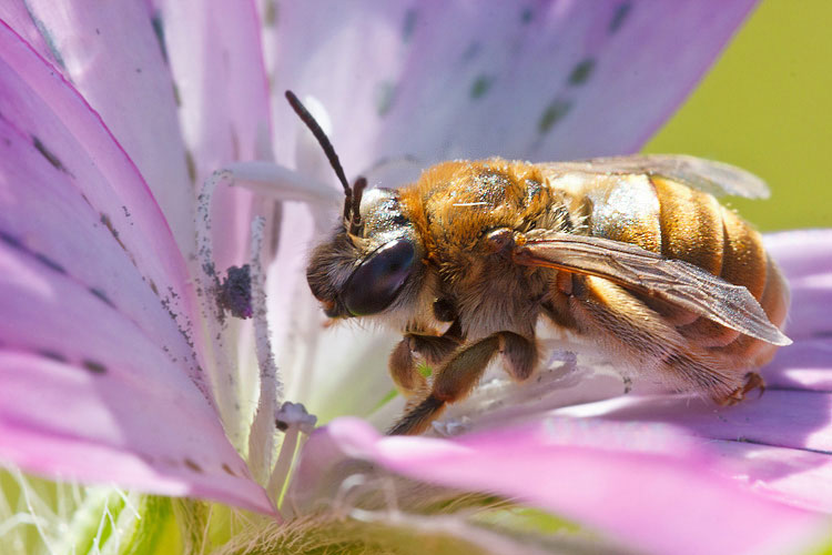 Hymenoptera primaverile