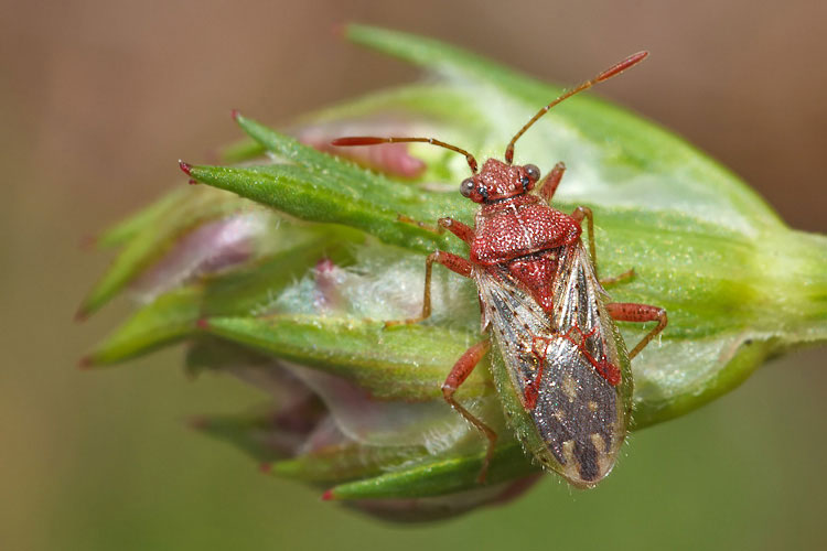 Rhopalidae: Rhopalus parumpunctatus dell''Abruzzo (AQ)