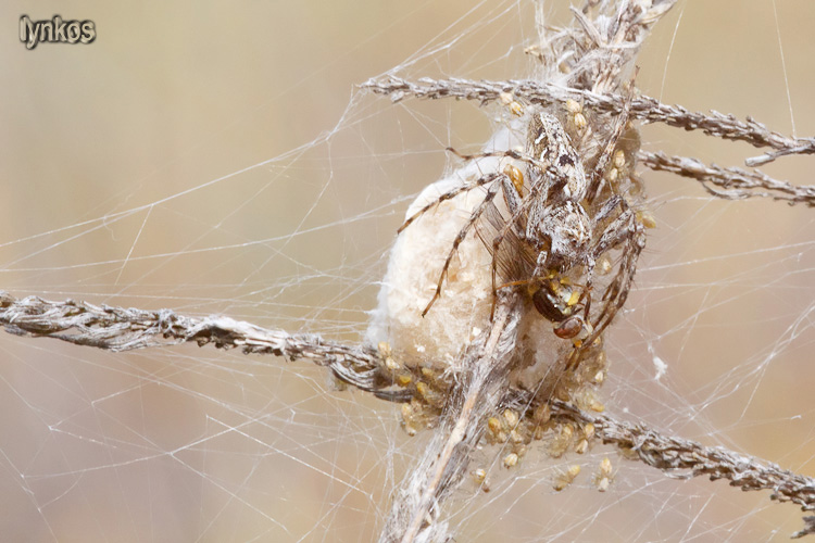 Oxyopes cf. heterophthalmus su ovisacco con preda - L''Aquila