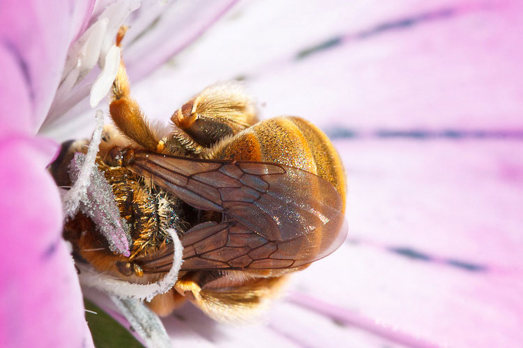 Hymenoptera primaverile