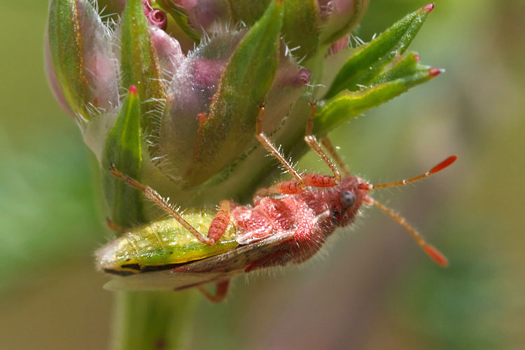 Rhopalidae: Rhopalus parumpunctatus dell''Abruzzo (AQ)