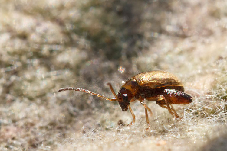 Longitarsus aeneicollis ?