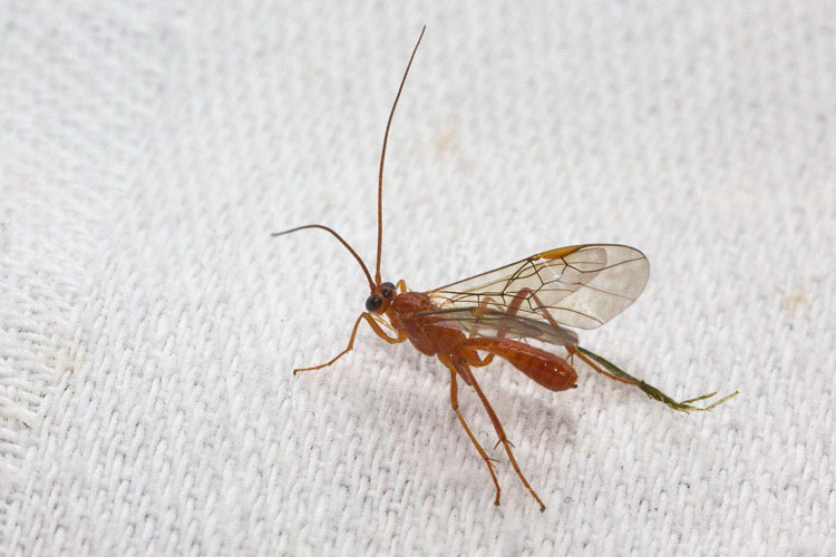 Ichneumonidae (no. Braconidae) attirato dalla lampada