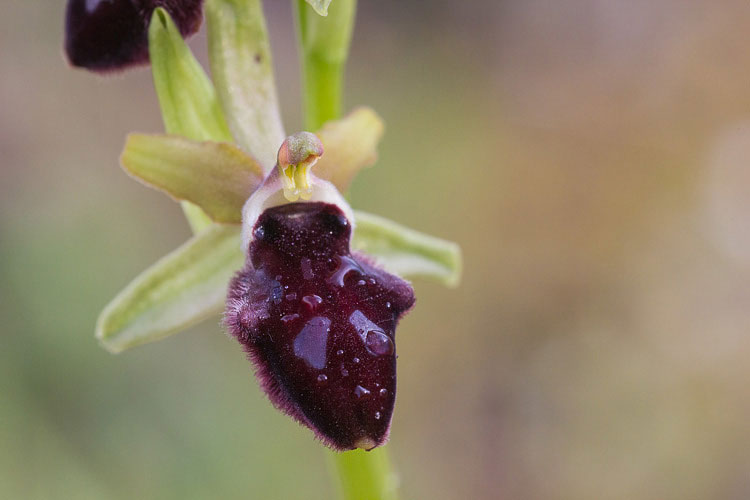 Confusione di Ophrys