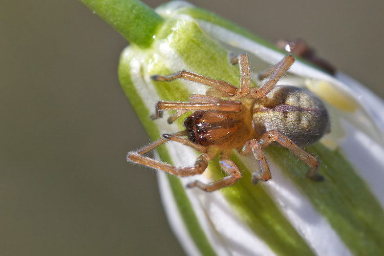 Cheiracanthium cf. erraticum - Barisciano (AQ)