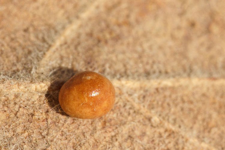 Piccole galle su foglie di roverella: Cynipidae