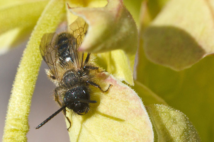 Imenotteri su elleboro: Andrena sp. M (Apidae Andreninae)