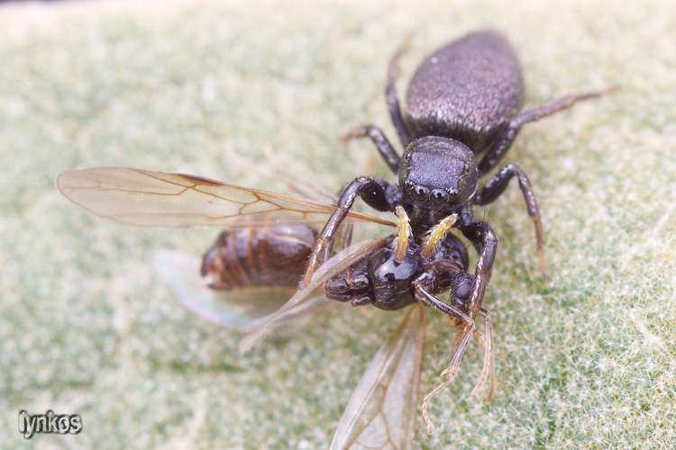 Heliophanus sp. con preda (formica maschio) - L''Aquila