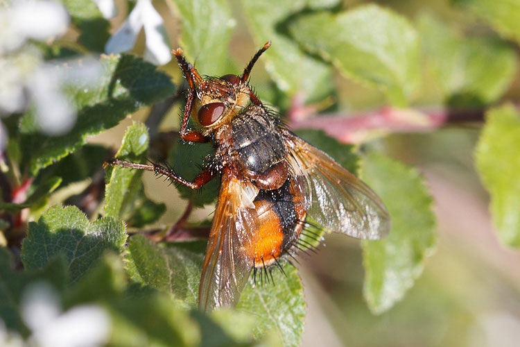 Tachina forse magnicornis?