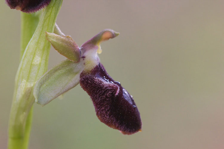 Confusione di Ophrys