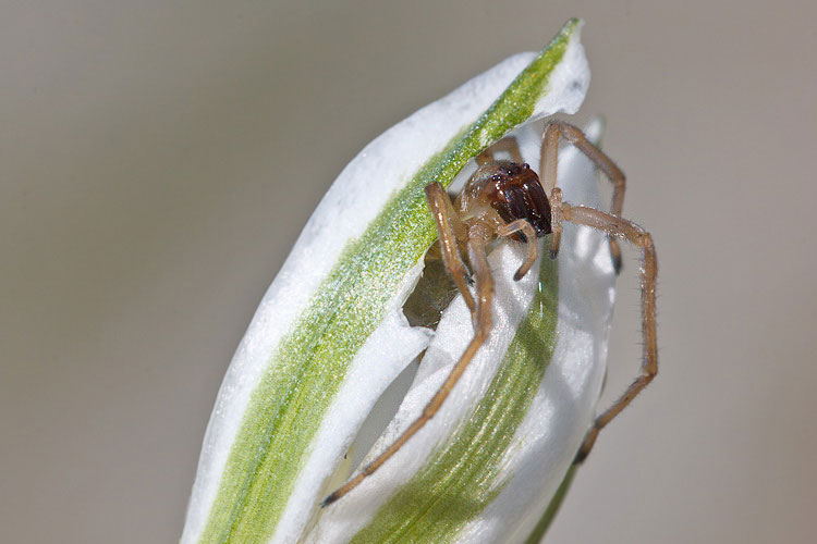 Cheiracanthium cf. erraticum - Barisciano (AQ)