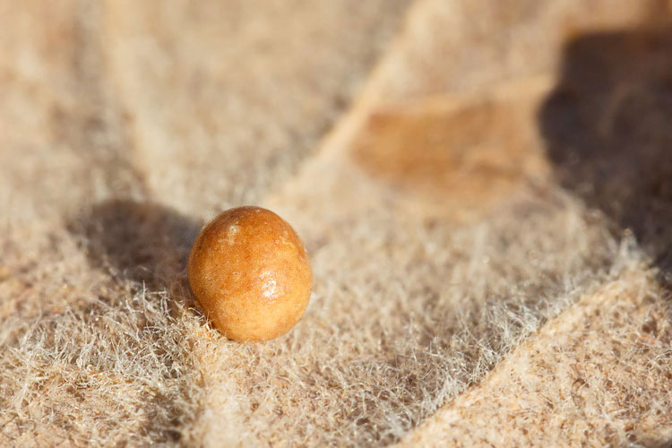 Piccole galle su foglie di roverella: Cynipidae