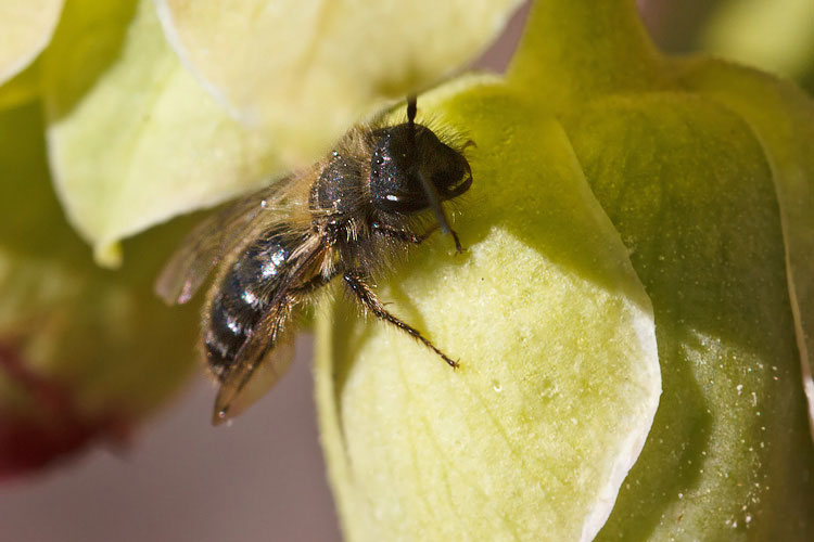 Imenotteri su elleboro: Andrena sp. M (Apidae Andreninae)