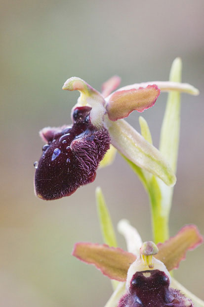 Confusione di Ophrys