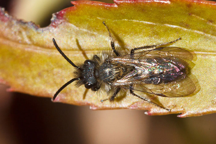 Imenotteri su elleboro: Andrena sp. M (Apidae Andreninae)
