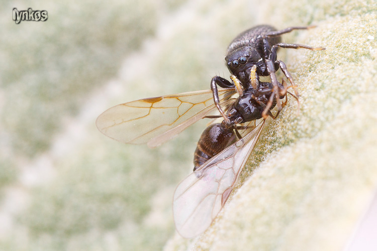 Heliophanus sp. con preda (formica maschio) - L''Aquila