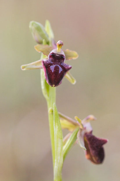 Confusione di Ophrys