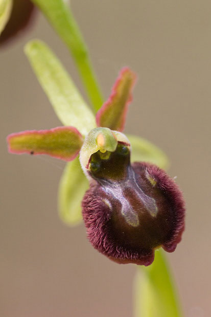 Ophrys... ma quale?