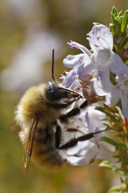 Bombus pascuorum?