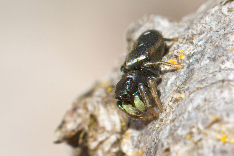 Heliophanus sp. - Barisciano (AQ)