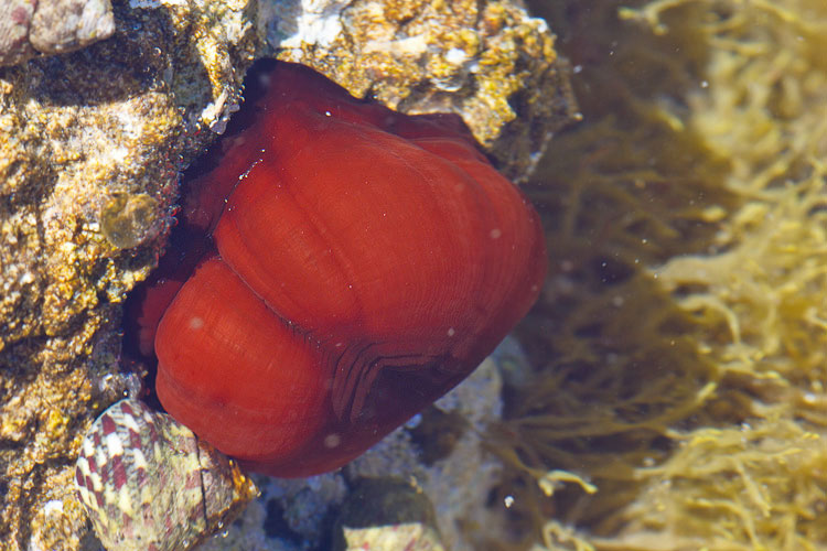 Actinia equina