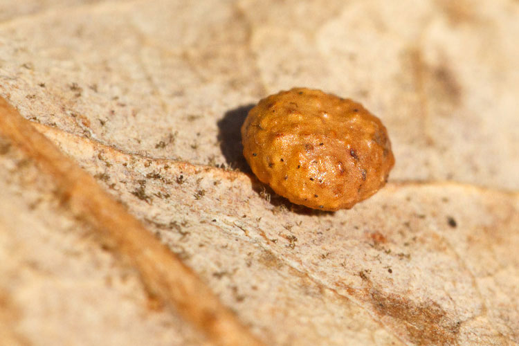 Piccole galle su foglie di roverella: Cynipidae