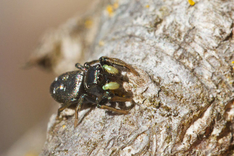 Heliophanus sp. - Barisciano (AQ)