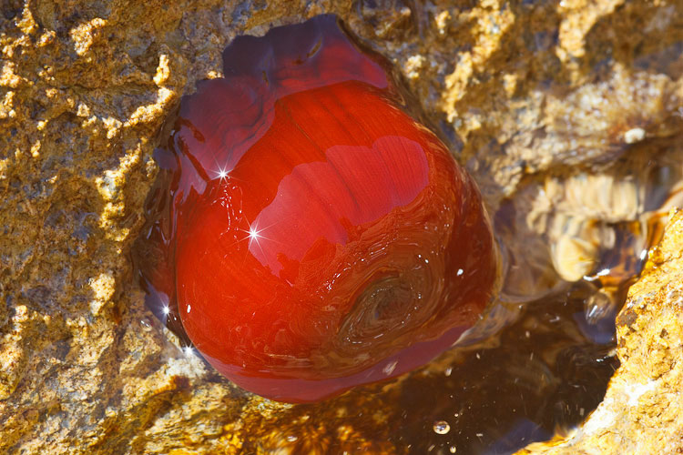 Actinia equina